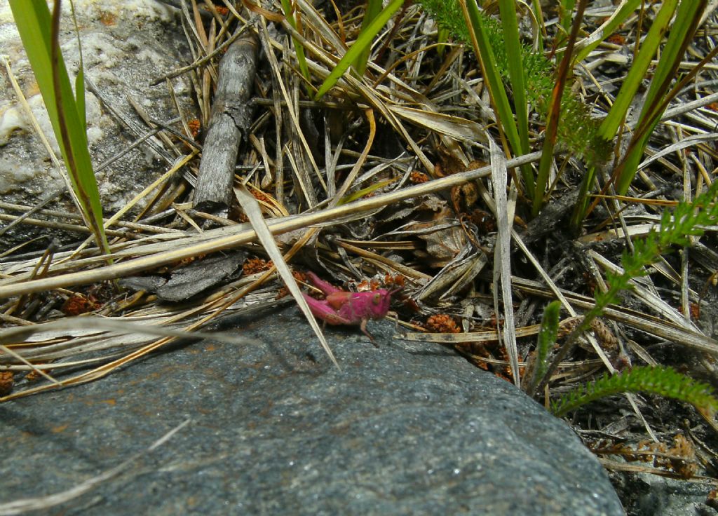 Cavalletta rosa da determinare